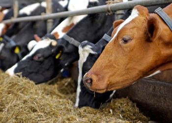 UK warned it’s on course to fail in efforts to wipe out bovine TB | Science, Climate & Tech News