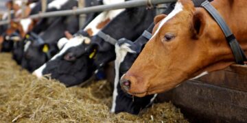 UK warned it’s on course to fail in efforts to wipe out bovine TB | Science, Climate & Tech News