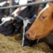 UK warned it’s on course to fail in efforts to wipe out bovine TB | Science, Climate & Tech News