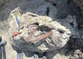 Scientists discover new dinosaur in Argentina with crocodile bone in mouth | Science, Climate & Tech News