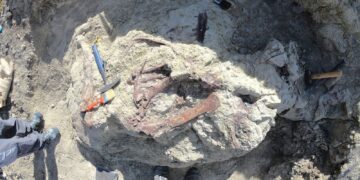 Scientists discover new dinosaur in Argentina with crocodile bone in mouth | Science, Climate & Tech News
