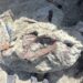 Scientists discover new dinosaur in Argentina with crocodile bone in mouth | Science, Climate & Tech News