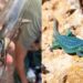 Ibiza lizards ‘near extinction’ due to invasive snakes and mounting litter | World News