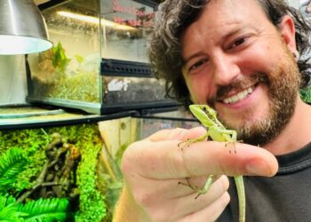 Lizard gives birth without mating in ‘one of rarest events in animal kingdom’ | UK News