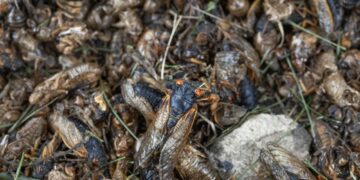 Insects are dying even where people aren’t around, study finds : NPR