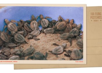 Olive ridley turtle hatchlings in India : NPR