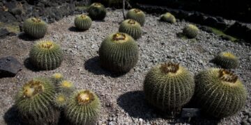 Mexico’s cherished biznaga cactus is on verge of extinction : NPR