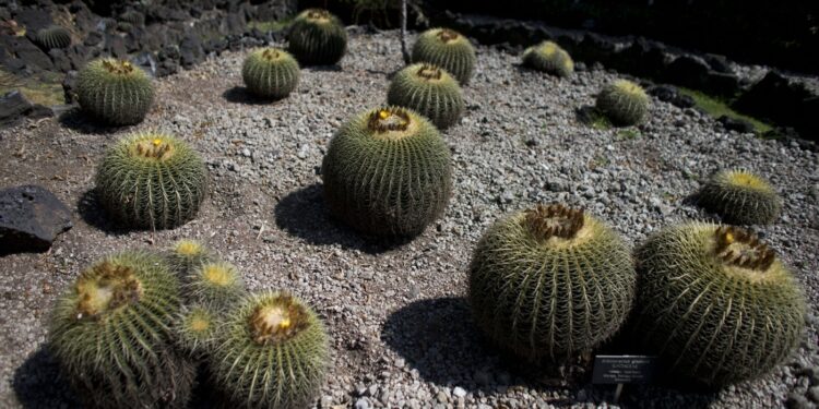 Mexico’s cherished biznaga cactus is on verge of extinction : NPR