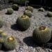 Mexico’s cherished biznaga cactus is on verge of extinction : NPR
