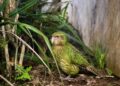 How new tech could help save New Zealand’s unique birds : NPR