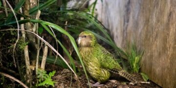 How new tech could help save New Zealand’s unique birds : NPR