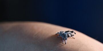 Jumping spiders make the leap from pest to pet : NPR
