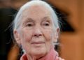 Renowned Primatologist Jane Goodall Dead At 91