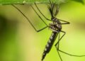 Mosquitos Found In Iceland For First Time