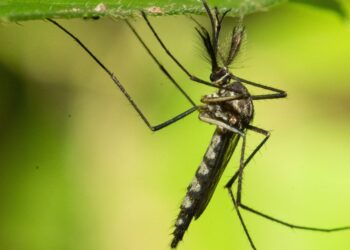 Mosquitos Found In Iceland For First Time