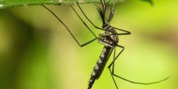 Mosquitos Found In Iceland For First Time