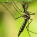 Mosquitos Found In Iceland For First Time