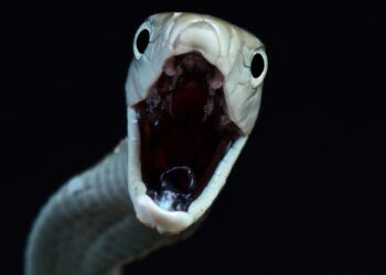 Why Black Mamba Bites Can Suddenly Get Worse After Treatment