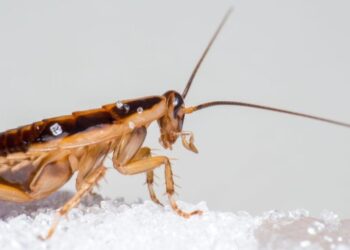 Roaches Are Making You Sick, and Getting Rid of Them Could Clean Your Air
