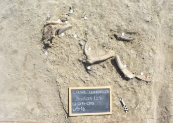 Elephant Bones Near Rome Reveal a Lost Chapter of Human Ingenuity