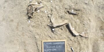 Elephant Bones Near Rome Reveal a Lost Chapter of Human Ingenuity