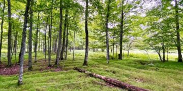 Archaeologists Uncover Massive 1000-Year-Old Native American Farms That Defy the Limits of Agriculture