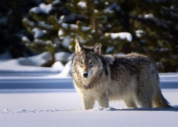 Mystery Solved: 14,000-Year-Old “Puppies” Were Actually Wolves