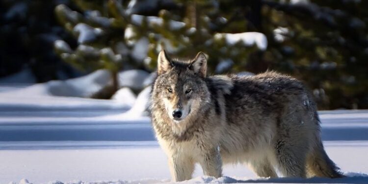 Mystery Solved: 14,000-Year-Old “Puppies” Were Actually Wolves