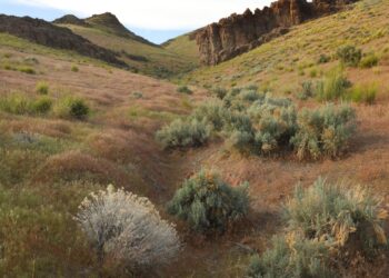 US government takes equity stake in one of the world’s largest lithium mines