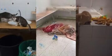 Shortages, sanitation issues and corruption: Morocco’s public hospitals at a breaking point