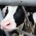 The groundbreaking breeding programme that’s reducing methane in cow burps | Science, Climate & Tech News