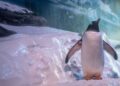Company boss challenged to ‘swap places’ with penguins ‘trapped in basement’ of aquarium | UK News