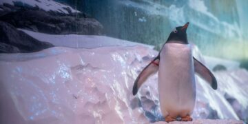 Company boss challenged to ‘swap places’ with penguins ‘trapped in basement’ of aquarium | UK News