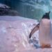 Company boss challenged to ‘swap places’ with penguins ‘trapped in basement’ of aquarium | UK News