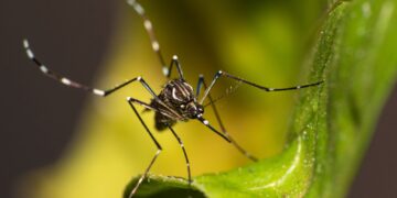 Two species of disease-carrying mosquitoes found in UK | UK News