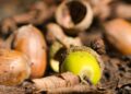 Why hot weather has triggered ‘mast year’ with big crop of acorns, conkers and berries | Science, Climate & Tech News