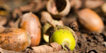 Why hot weather has triggered ‘mast year’ with big crop of acorns, conkers and berries | Science, Climate & Tech News