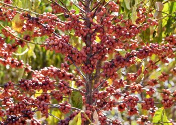 Nonprofit group maps coffee-driven deforestation in Brazil : NPR