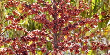 Nonprofit group maps coffee-driven deforestation in Brazil : NPR