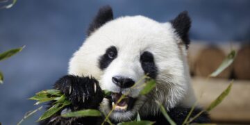 Smithsonian museums and National Zoo set to close : NPR