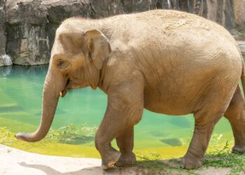 The National Zoo Is Expecting A Baby Elephant — Here’s Why It Could Be A Mammoth Feat