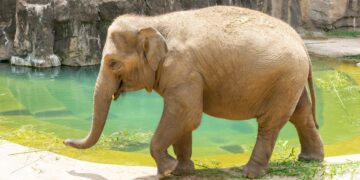 The National Zoo Is Expecting A Baby Elephant — Here’s Why It Could Be A Mammoth Feat