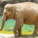 The National Zoo Is Expecting A Baby Elephant — Here’s Why It Could Be A Mammoth Feat