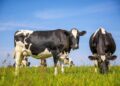 Groundbreaking “Dairy Farm of the Future” Provides Cows the Freedom of Choice