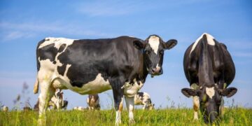 Groundbreaking “Dairy Farm of the Future” Provides Cows the Freedom of Choice