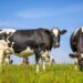 Groundbreaking “Dairy Farm of the Future” Provides Cows the Freedom of Choice