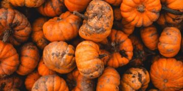 Scientists Finally Discover Why Pumpkins Absorb Pollution