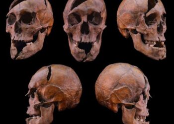 Archaeologists Solve 700-Year-Old Mystery of Murdered Hungarian Duke