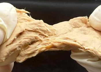 CRISPR Supercharges a Meatlike Fungus Into a Sustainable Protein Powerhouse