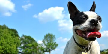 The Climate Impact of Owning a Dog